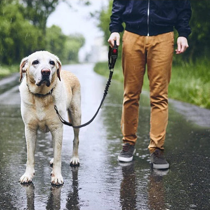 Dog car leash - seatbelt